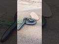 Why Do Millipedes Coil? Nature’s Fascinating Defense Mechanism#nature