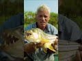 Tigerfish Attack in packs during a chaotic Feeding Frenzy! #rivermonsters #fishing #shorts