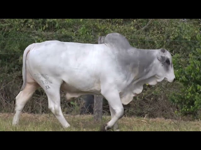 Lote 24   Leilão Especial Nelore Três Irmãos