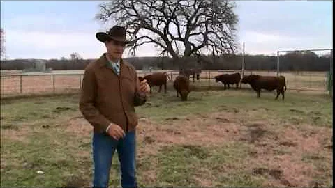 Low Stress Cattle Handling (C2C)