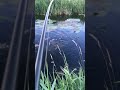 Wild Marsh Carp, Kent