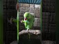 Surah An-Nas | Seeking Allah's Protection from Evil Whispers | Parrot Eating Chili 🌶️🦜