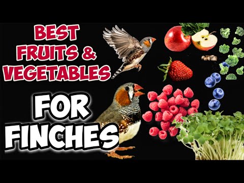 Finch bird foods || Safe fruits and vegetables for birds || What we can feed birds || Finch Foods