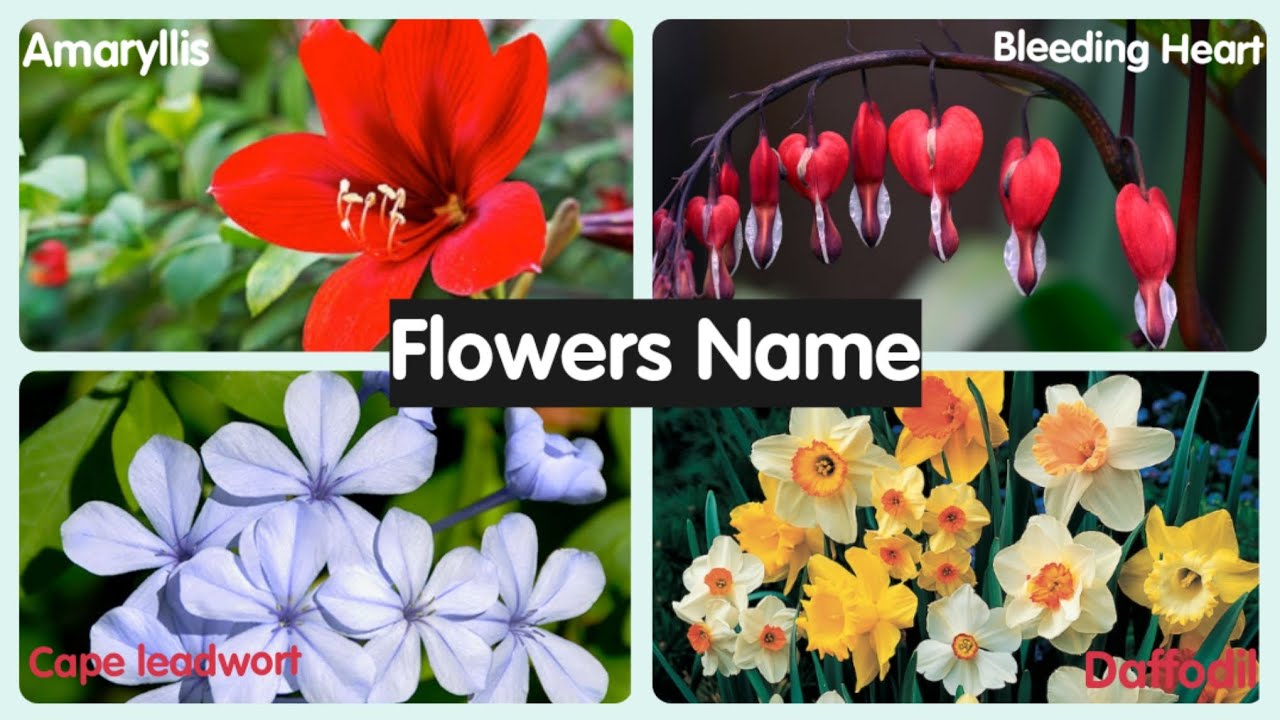 A To Z Flowers Name Flowers Name Flowers Name By ABC Flowers Name