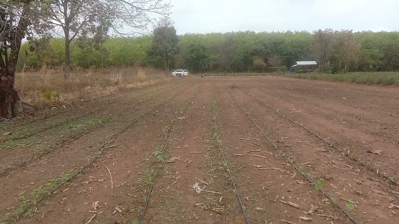 #เผือกหอมอุบลราชธานีกึ่งน้ำกึ่งบก 086 492 2898 จ้า