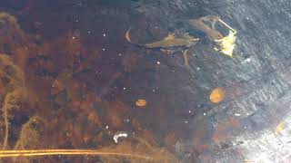 Somewhere Street Japanese Oze National Garden