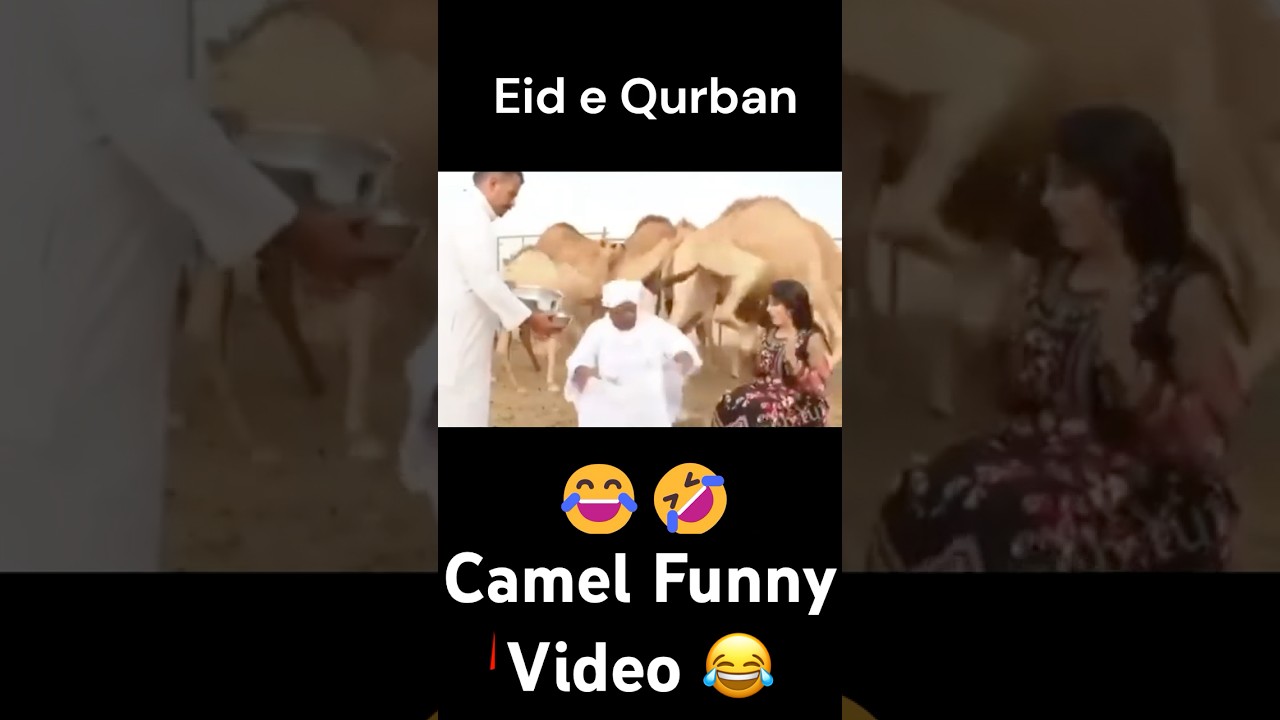 Camel Funny Video 😂 Heavy Kick by Camel 