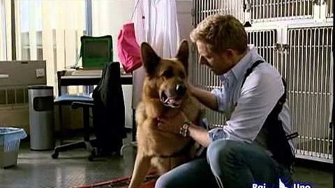 Quando è morto il cane Rex?