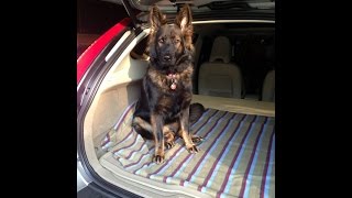 German Shepherd Welcomes Home Deployed Dad