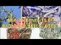 Health Benefits Of Bagaruwa Seeds Uses 