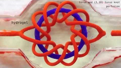 Making multivascular networks in soft hydrogels