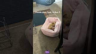 You Won't Believe How Good My Dog Is at Hide and Seek!
