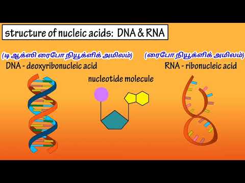 DNA AND RNA DIFFERENCE/DNA மற்றும் RNA வேறுபாடு