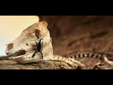 Spanish Odyssey -