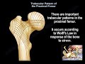 Trabecular Pattern of the Proximal Femur - Everything You Need To Know - Dr. Nabil Ebraheim