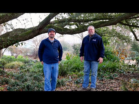 Video: Xeriscape schaduwplanten - planten voor droge schaduw - kennis van tuinieren