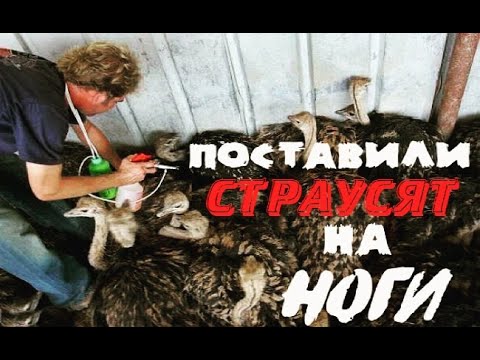 Страусиная ферма | Как лечить страусят? Основные проблемы молодых страусов!