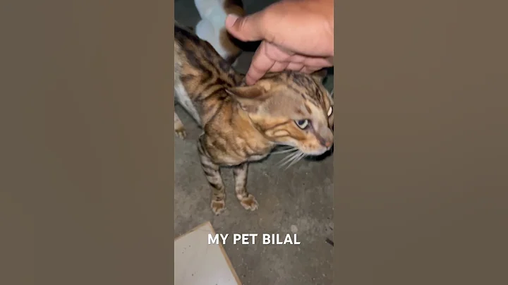 Video 11174771: bengal cat pet