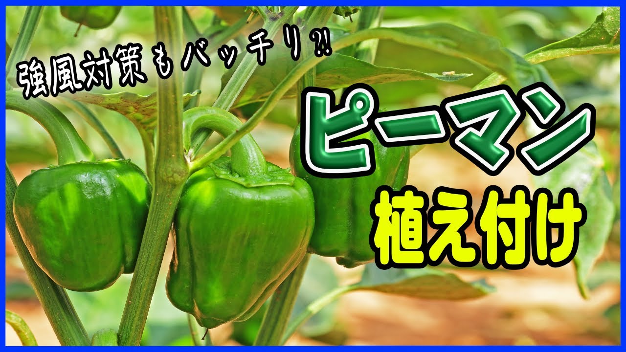 Home Gardening] Planting Bell Peppers [Is it a good idea to