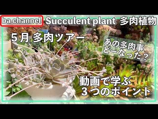 213{多肉植物} 5月多肉ツアー💖動画で学ぶ3つのポイント💛Succulent