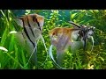 Скалярия (Pterophyllum scalare) - Аквариумные тропические рыбы № 14