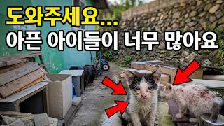 시골 고향집에 갔더니 아픈 아깽이와 피부병 냥이가... 갈수록 태산이네