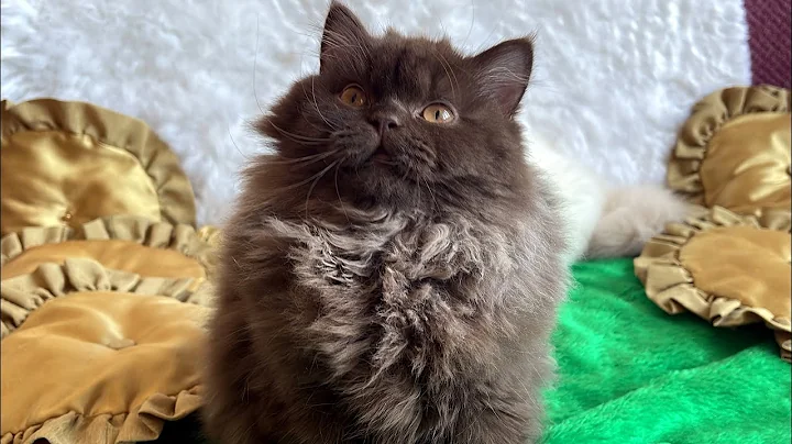 Watch the video about British Longhair Chocolate kitten named Quinn 🤎