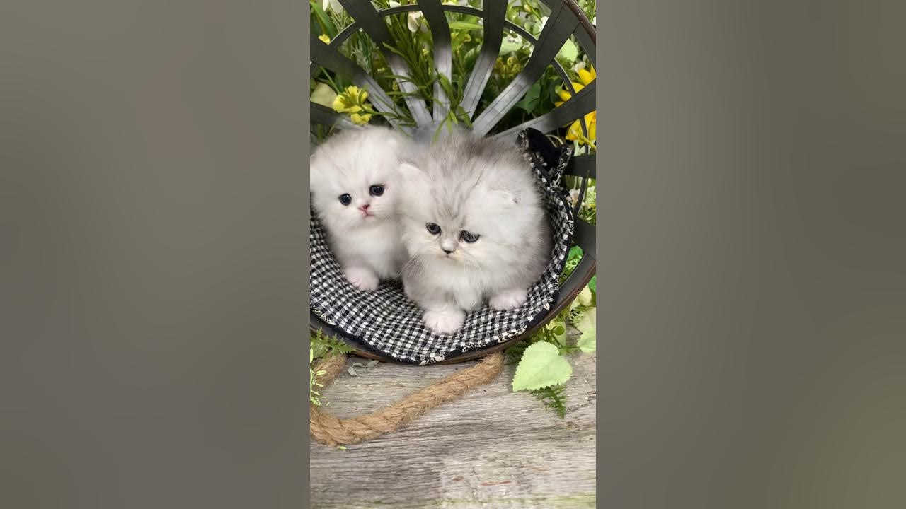 How Adorable Tiny Rug Hugger Kittens You