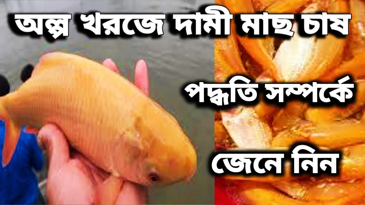 লাল রুই মাছ চাষ পদ্ধতি এবং খাবার সমপর্কে জেনে নিন। Lal Rui Mash chas ...