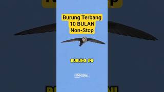 Burung Ini Terbang 10 Bulan di Udara! #shorts