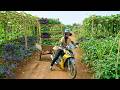 Harvest A Truckload Of Chayote, Okra, Kale, Gourd To Sell At The Market – Fertilize Bean Plants
