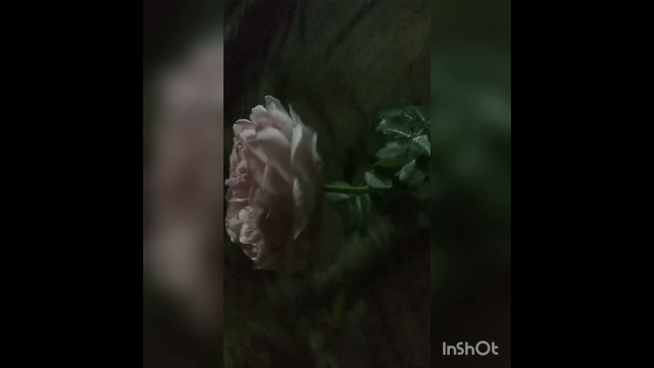 Vlogs//Roses Plants Video Alexandria Kent Rose Local Night Opening Roses