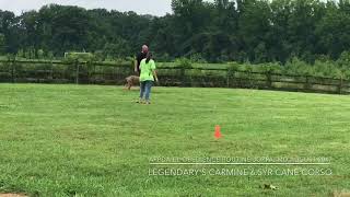 Carmine APPDA EL Obedience aug 2017