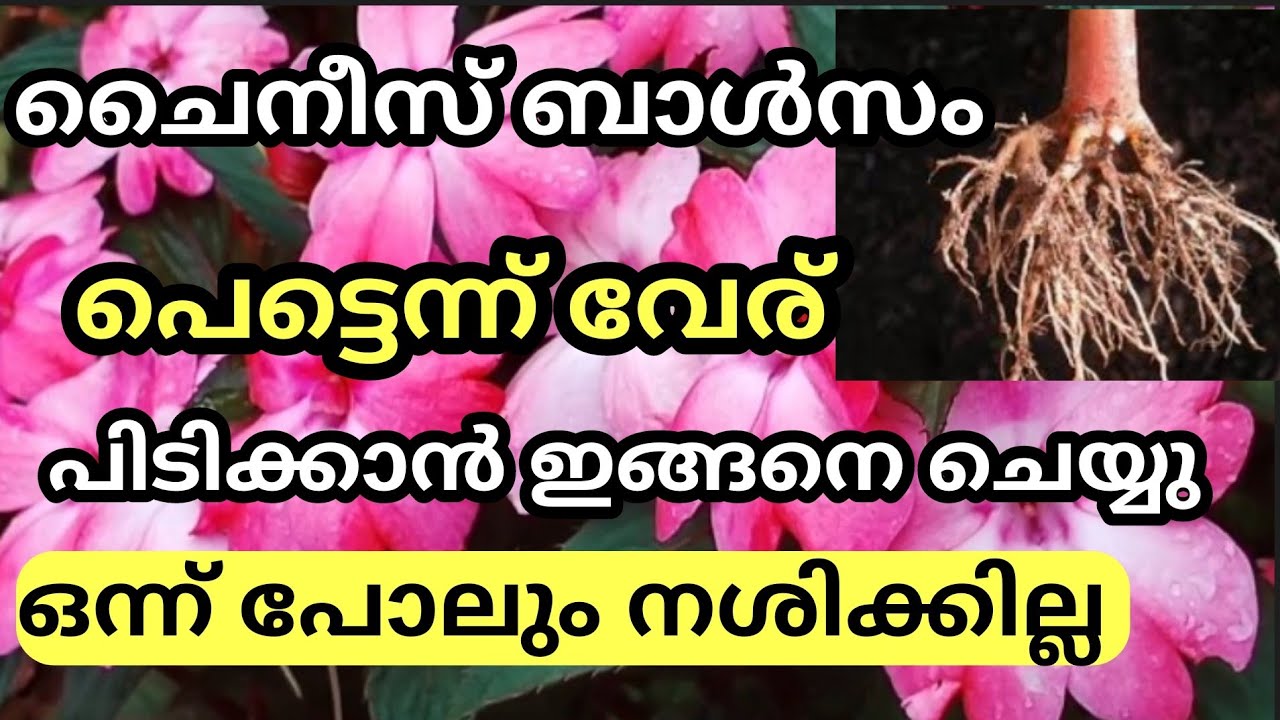 ചൈനീസ് ബാൾസം പെട്ടെന്ന് വേര് പിടിക്കാൻ..... / ഒന്ന് പോലും നശിക്കില്ല
