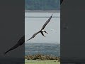 Amazing footage  hungry bald eagle glides in and snatches a fish from a bed of sea lettuce