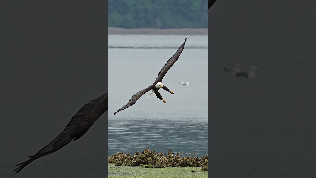 Amazing Footage Hungry Bald Eagle Glides In And Snatches A Fish From Bed Of Sea Lettuce 