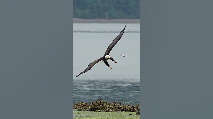 Amazing footage - Hungry bald eagle glides in and snatches a fish from a bed of sea lettuce. - DayDayNews