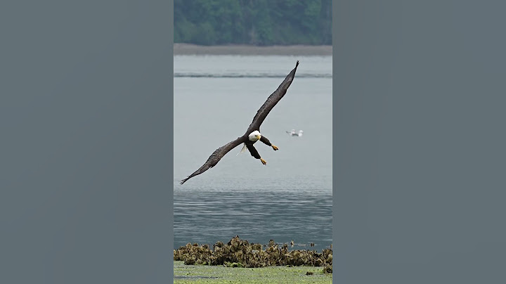 Amazing footage - Hungry bald eagle glides in and snatches a fish from a bed of sea lettuce.