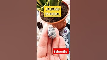 CRINOIDAL LIMESTONE - CALCÁRIO CRINOIDAL  - #shorts #limestone #crystalhealing #cristal #india #vibe
