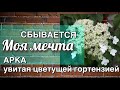 Черешковая гортензия | Формировка подробно шаг за шагом | Hydrangea petiolaris