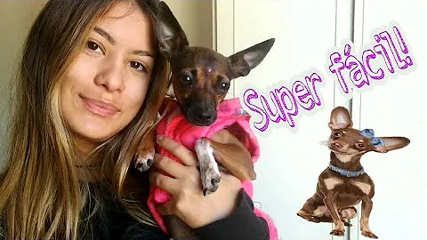 Como colocar pedrinha em cachorro?