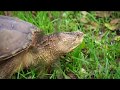 Каймановая черепаха ползает / Chelydra serpentina