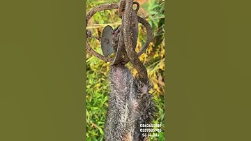 Cạm kiềng bẫy chuột 9cm hiệu quả và bền,giá rẻ,#cạmbẫythú #cạmkiềng #bánbẫythúrừng #cạmbẫykiềng