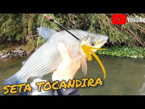 ESSA SETA É