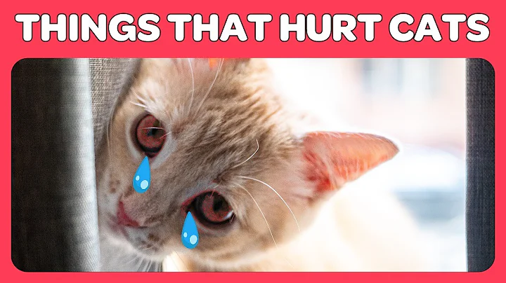 14 Things You Do That Hurt Your Cat You Must Stop Doing! - DayDayNews