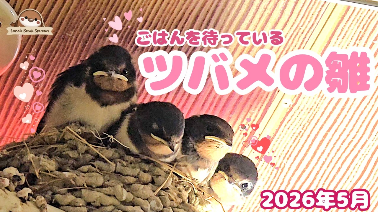 昼休みのスズメ番外編：5月のツバメ #ツバメ #燕 #ツバメの巣 #swallow