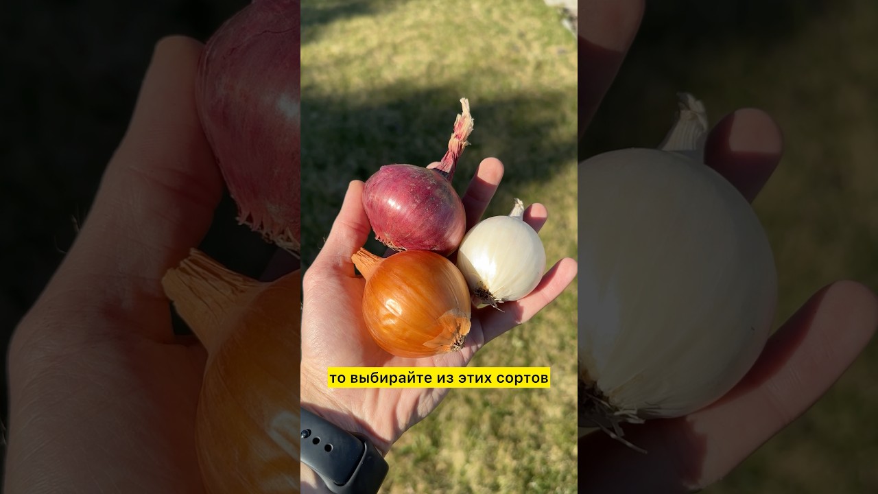 САМЫЕ СЛАДКИЕ СОРТА ЛУКА 🧅🧅🧅