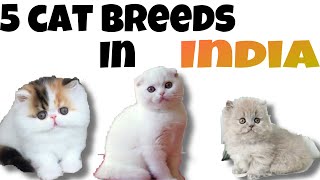 5 cats that are available in india 2020|cats of world |cfa cats |long hair cats |shorthair cats