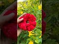 beautiful 😍hair bun #shortvideo #shorts #trending #explore #handmadecrafts #hairstyle #bhojpurisong