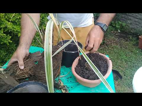 Video: Liriope Border Grass Care: cómo hacer crecer un borde de jardín Liriope